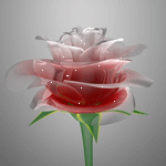 Волшебный цветок - роза
