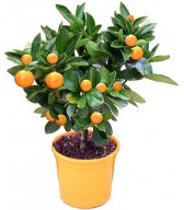 Апельсиновое дерево Каламондин