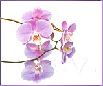  <b>Розовые</b> орхидеи 