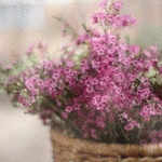 Розовые цветы в плетенной корзине