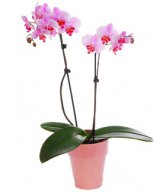  <b>Розовая</b> орхидея 