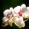  Цветок орхидеи на <b>темно</b>-зеленом фоне 