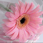 Розовая гербера цветок лежит