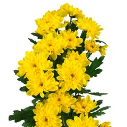  Хризантемы ярко <b>желтые</b> 