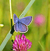 На травинке над клевером сидит бабочка