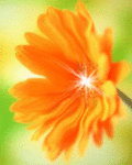 Оранжевый цветок на зеленом фоне