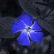 Волшебный цветок голубой