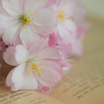  <b>Розовые</b> цветы лежат на книге 