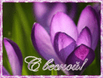  Фиолетовый цветок <b>крокуса</b> ( ' с весной! ' ) 