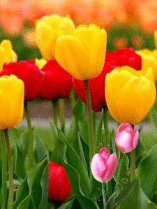  <b>Разноцветие</b> тюльпанов 