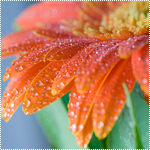 Распустившийся оранжевый цветок герберы в каплях росы