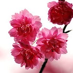 Розовые цветы на ветке