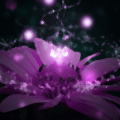 Волшебство в лиловом цветочке