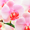 Розовые орхидеи