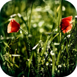Два цветка мака в траве