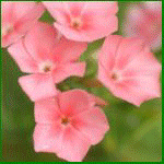 Розовые цветы на фоне зелени