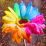 Цветок с разноцветными лепестками