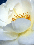 Белый цветок 2