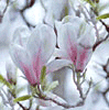 Такие нежные бело-розовые цветы