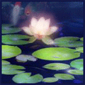 Волшебный цветок на воде