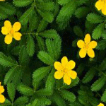 Жёлтые цветы