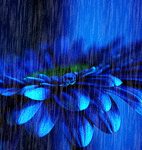 Голубенький цветочек под дождем