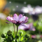 Фиолетовый цветок в траве