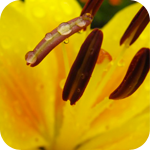 Желтый цветок 3