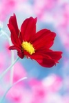 Красный цветок (3)