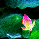 Бутон розовой кувшинки под дождем, фотограф janna pham