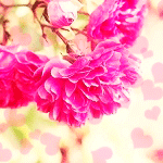 Розовые цветы на ветке и сердечки