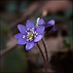 Сиреневый цветок