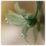 Нежный цветок с каплями росы на лепестках