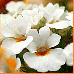 Белые цветы. Ранние