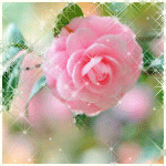 Распустившийся цветок розы