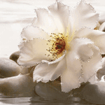Белый цветок у воды