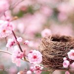 Цветы и птичье гнездо