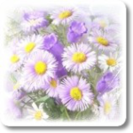 Цветы нежно-фиолетовые