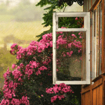 Цветы у открытого окна
