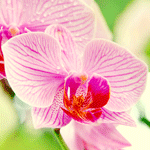 Сияющая орхидея
