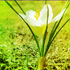 Белый цветок растет из земли