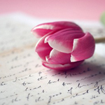  Розовый тюльпан на фоне исписанного <b>листка</b> 