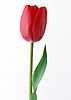Красный тюльпан свеж и прекрасен