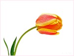 <b>Первый</b> весенний тюльпан 