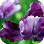  <b>Фиолетовые</b> цветы - мохровый ирис 