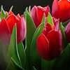  <b>Темно</b>-красные тюльпаны с зелеными листьями на черном фоне 