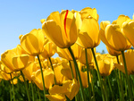 Желтые тюльпаны на фоне голубого неба