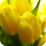  <b>Желтые</b> тюльпаны прекрасны 