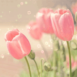  <b>Нежные</b> розовые тюльпаны 