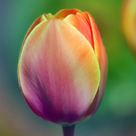  <b>Разноцветный</b> тюльпан 